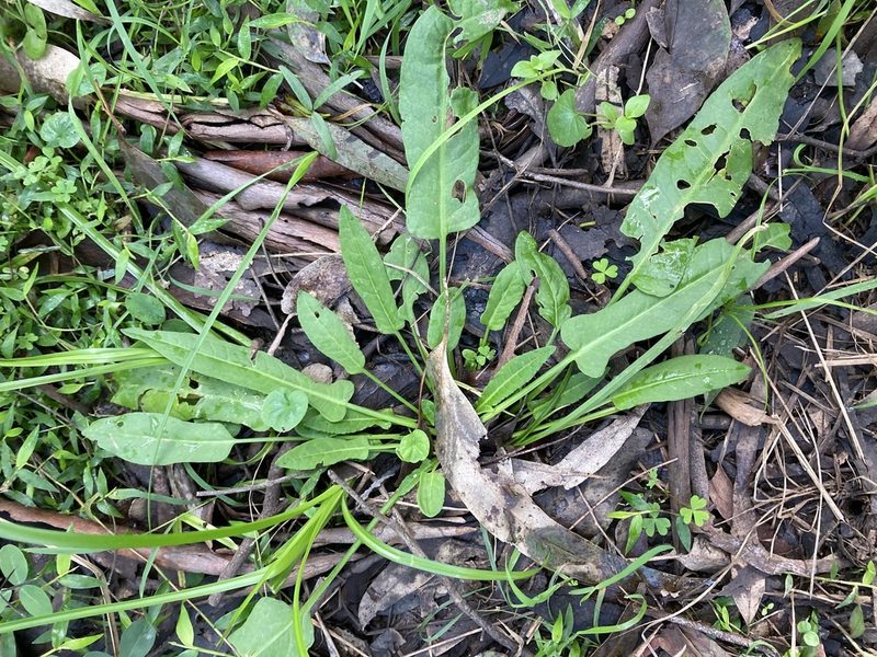 Rumex brownii, photographed by Thomas Mesaglio