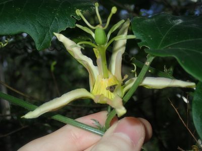 Passiflora herbertiana, photographed by Thomas Mesaglio
