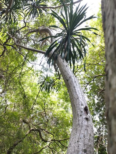 Dracaena cochinchinensis, photographed by Utain Pummarin