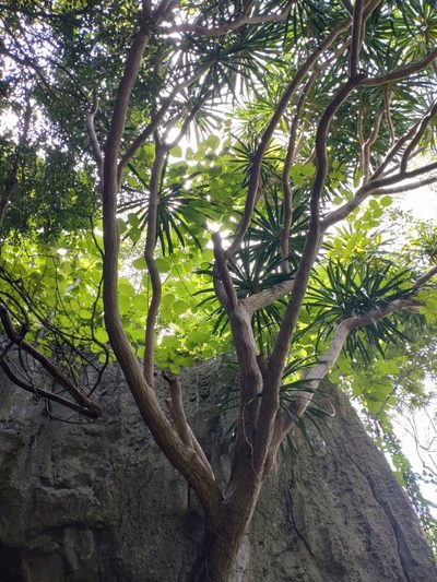 Dracaena cochinchinensis, photographed by Utain Pummarin