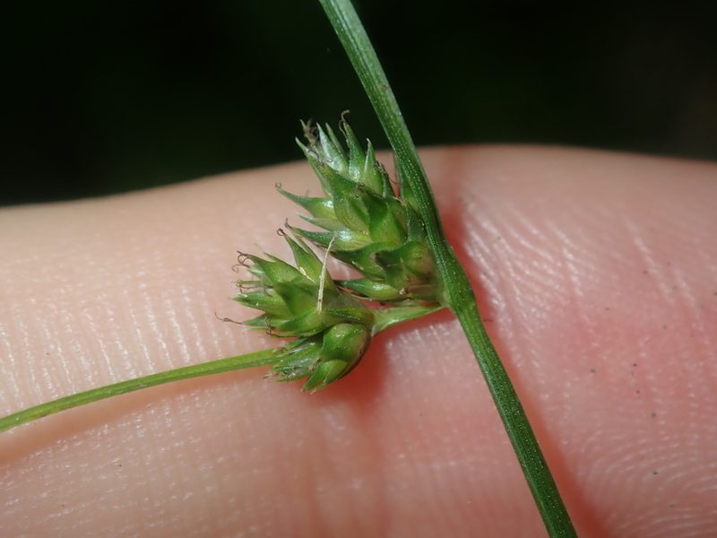 Carex inversa, photographed by Thomas Mesaglio
