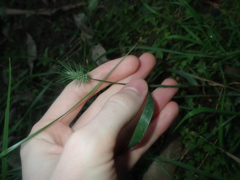 Echinopogon ovatus, photographed by Thomas Mesaglio