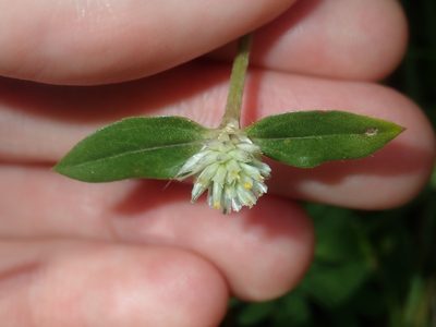Gomphrena celosioides, photographed by Thomas Mesaglio