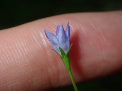 Wahlenbergia gracilis, photographed by Thomas Mesaglio