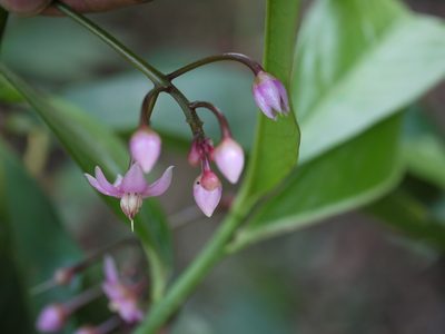 Ardisia solanacea, photographed by Dinesh Valke