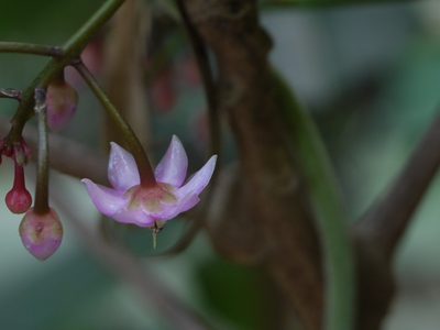 Ardisia solanacea, photographed by Dinesh Valke