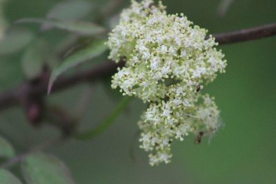 Sambucus sibirica, photographed by Tatiana Strus