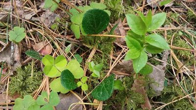 Pyrola chlorantha, photographed by Tatiana Strus