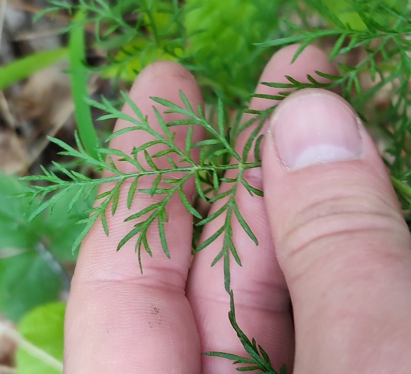 Artemisia macrantha, photographed by Yurii Basov