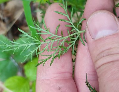 Artemisia macrantha, photographed by Yurii Basov