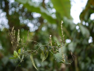 Justicia wynaadensis, photographed by Dinesh Valke