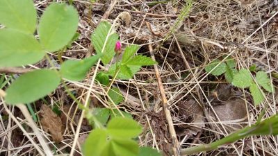 Rubus arcticus, photographed by Tatiana Strus