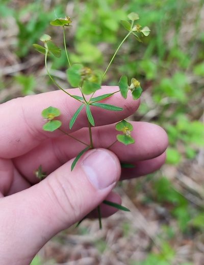 Euphorbia borealis, photographed by Yurii Basov