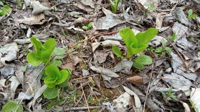 Pyrola minor, photographed by Tatiana Strus