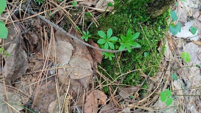 Galium triflorum, photographed by Tatiana Strus