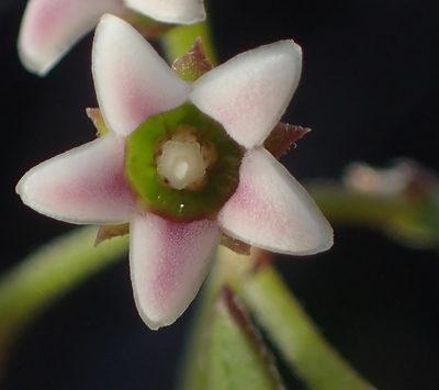 Astephanus triflorus, photographed by Nicola van Berkel