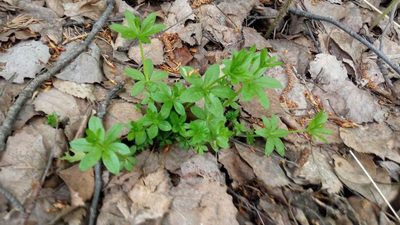 Galium triflorum, photographed by Tatiana Strus