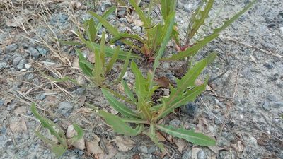 Lactuca tatarica, photographed by Tatiana Strus