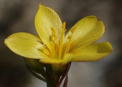 Linum aethiopicum, photographed by Nicola van Berkel