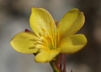 Linum aethiopicum, photographed by Nicola van Berkel