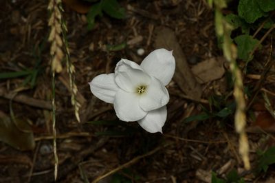 Zephyranthes drummondii