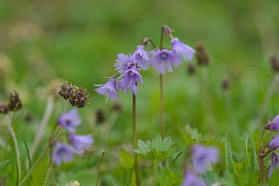 Soldanella alpina, photographed by Attila Oláh