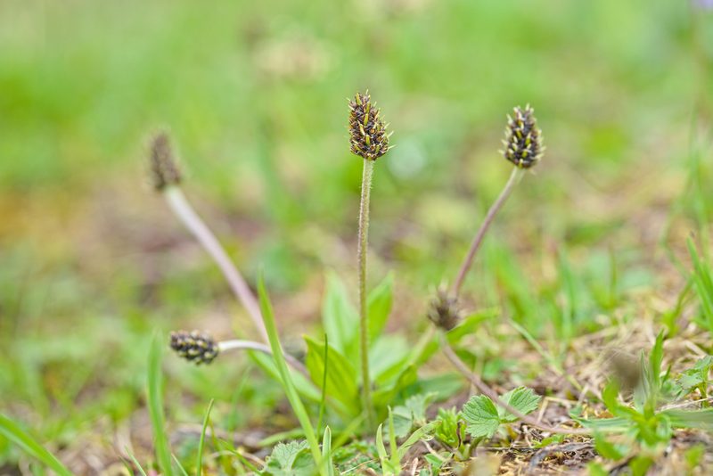 Plantago atrata, photographed by Attila Oláh