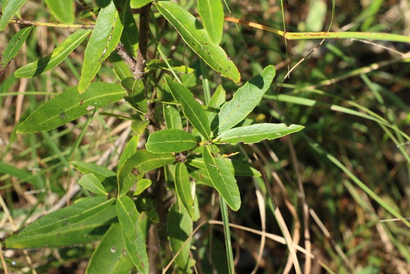 Denhamia silvestris, photographed by Greg Tasney