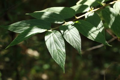 Trema tomentosum, photographed by Greg Tasney