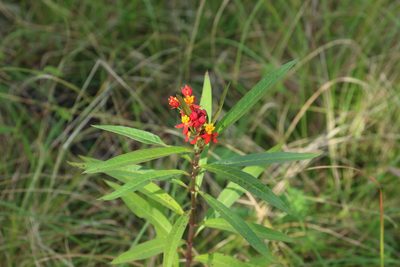 Asclepias curassavica, photographed by Greg Tasney