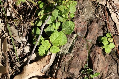 Coleus australis, photographed by Greg Tasney
