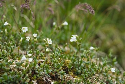 Cerastium alpinum