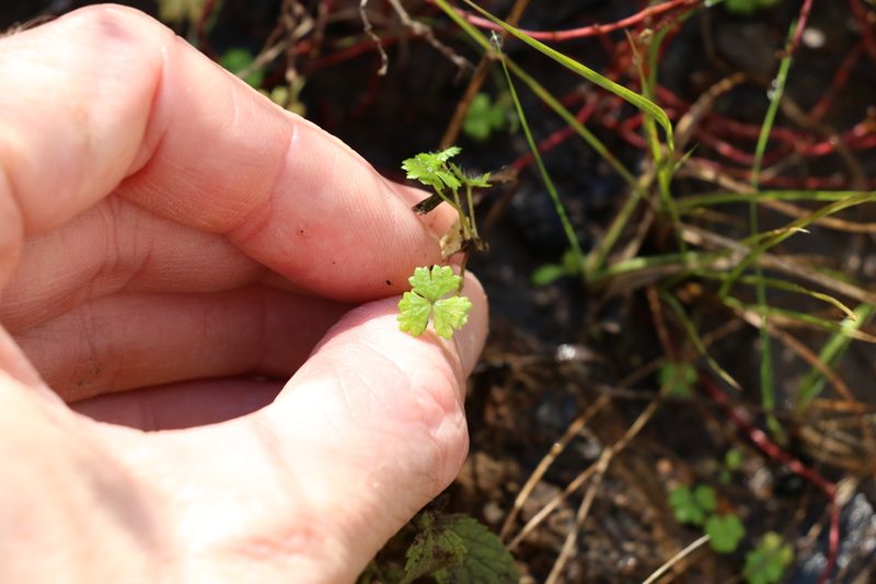 Hydrocotyle tripartita, photographed by Greg Tasney