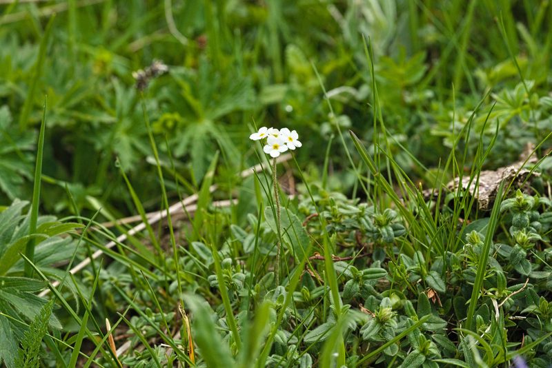 Androsace chamaejasme, photographed by Attila Oláh