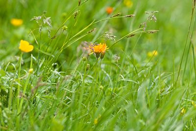 Crepis aurea, photographed by Attila Oláh