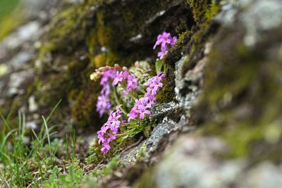 Erinus alpinus, photographed by Attila Oláh