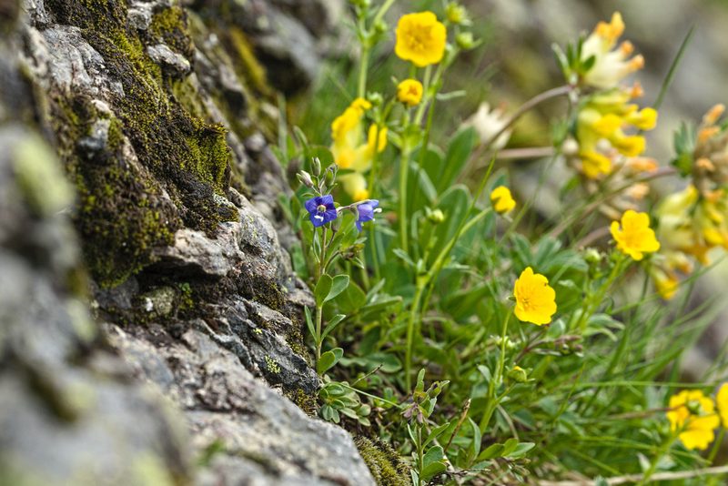 Veronica fruticans, photographed by Attila Oláh