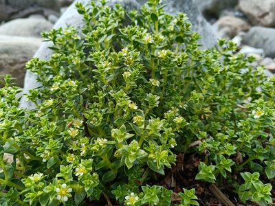 Honckenya peploides, photographed by Maria