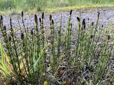 Equisetum palustre, photographed by Dunverig