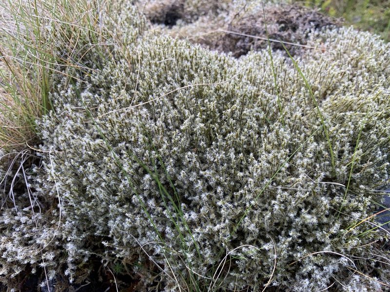 Racomitrium lanuginosum, photographed by Dunverig