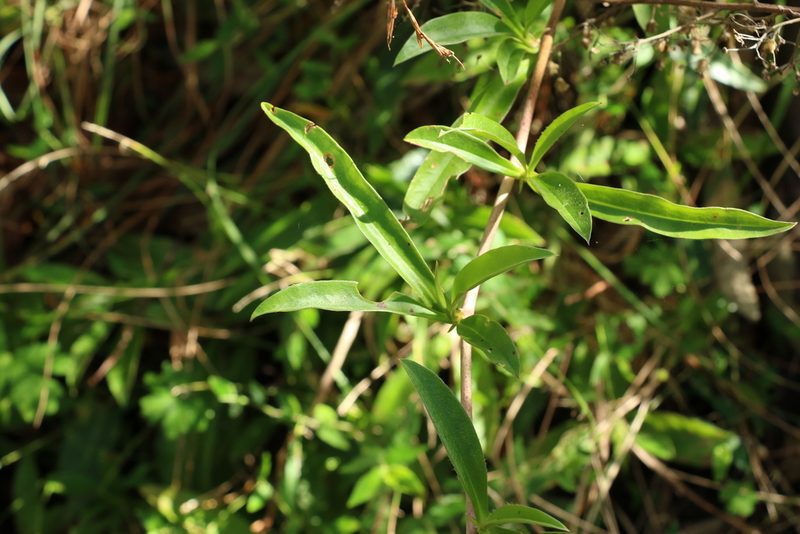 Hibbertia scandens, photographed by Greg Tasney
