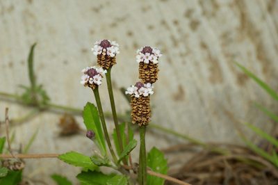 Phyla nodiflora, photographed by Michelle W. （鍾偉瑋）