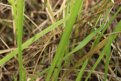 Imperata cylindrica, photographed by Greg Tasney