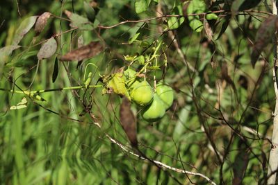 Passiflora subpeltata, photographed by Greg Tasney