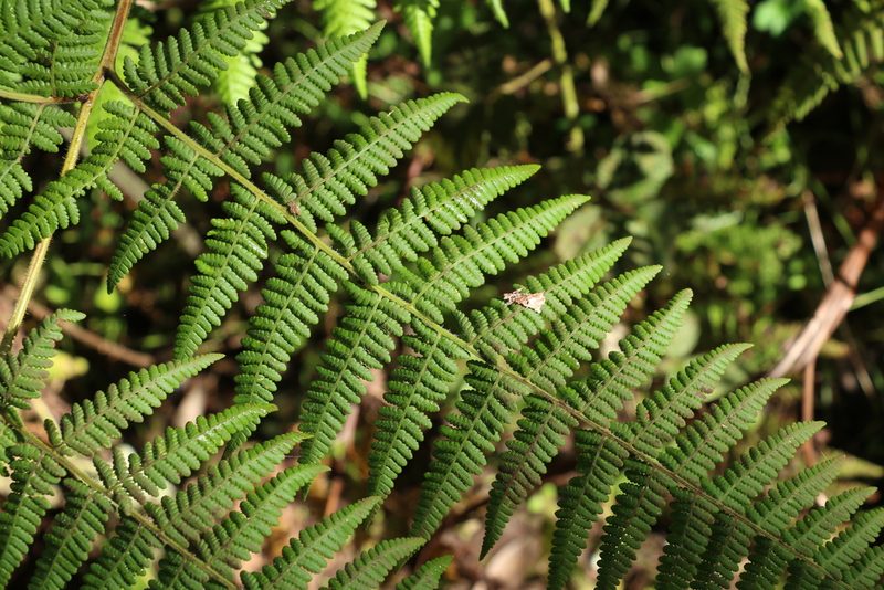 Hypolepis resistens, photographed by Greg Tasney