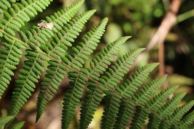 Hypolepis resistens, photographed by Greg Tasney