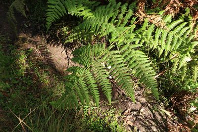 Hypolepis resistens, photographed by Greg Tasney