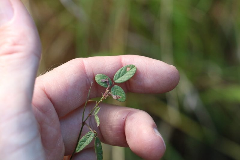 Grona varians, photographed by Greg Tasney