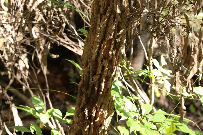 Allocasuarina torulosa, photographed by Greg Tasney