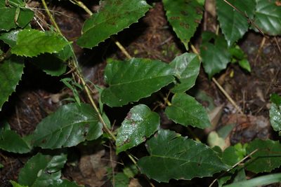 Apocissus antarctica, photographed by Greg Tasney